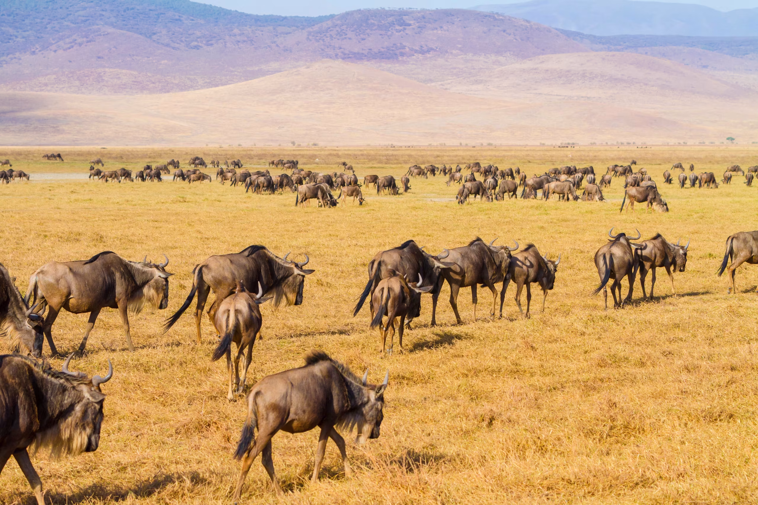 Ngorongoro Crater — 1600×1000