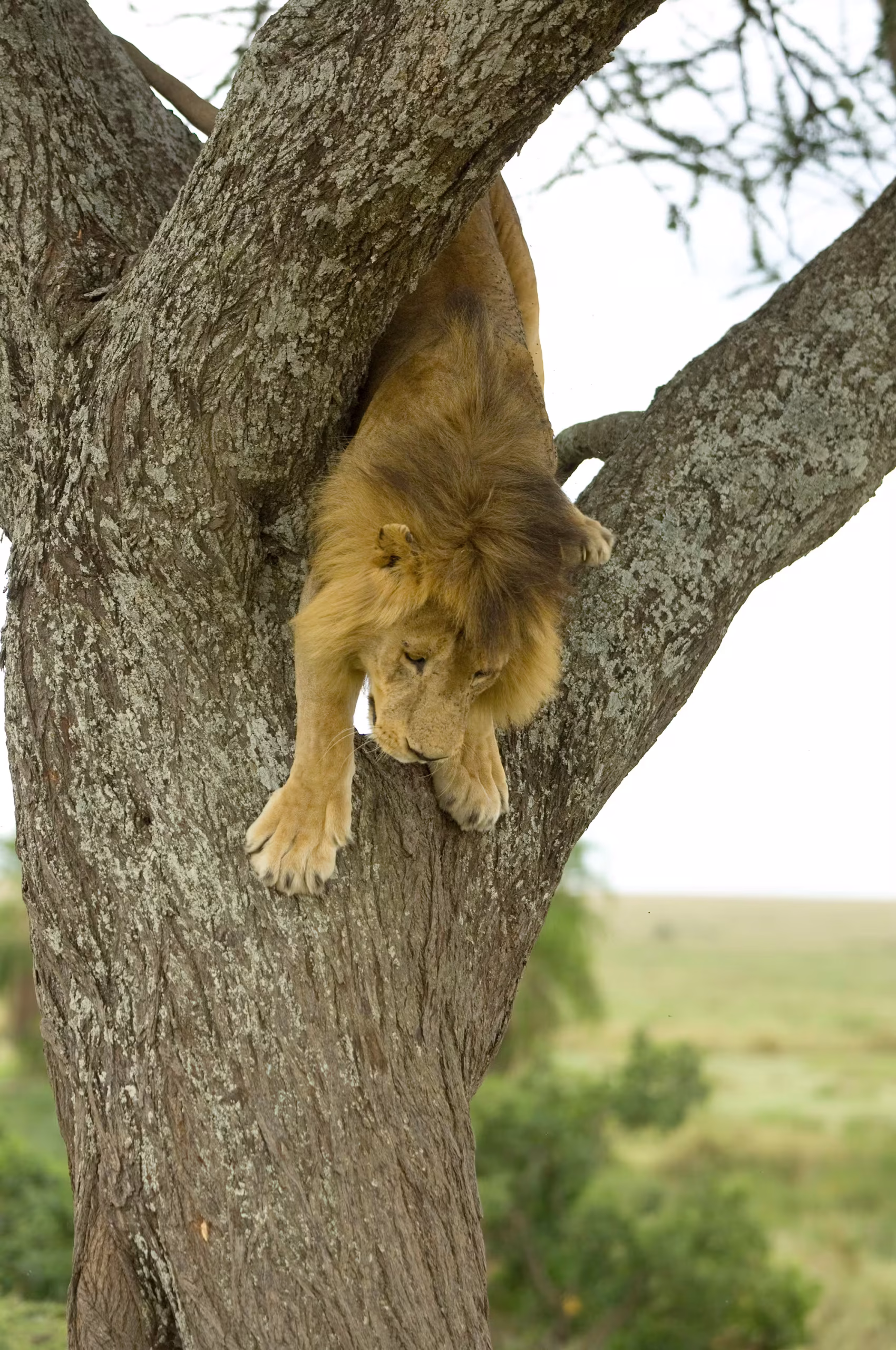 Lake Manyara National Park — 1600×1000